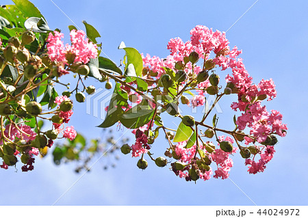 サルスベリの花 44024972