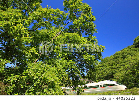 新緑と小田急ロマンスカー 44025223