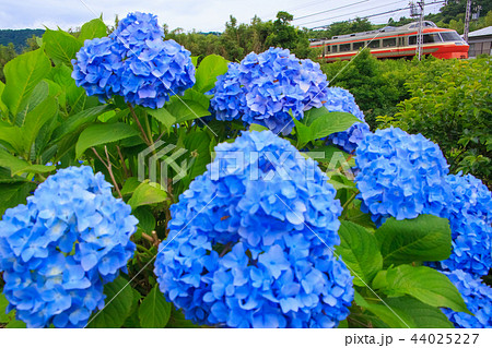 小田急ロマンスカーLSEと紫陽花 小田急ロマンスカーLSEと紫陽花 44025227