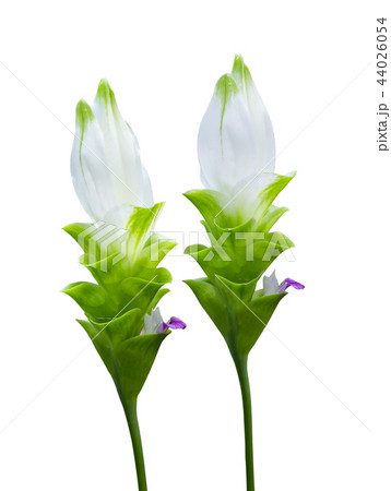 White flower White flower 44026054