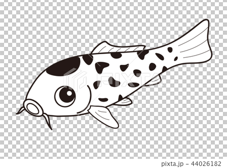 鯉 ニシキゴイ べっ甲　白黒 白べっ甲 44026182