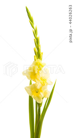 gladiolus flower isolated 44026263