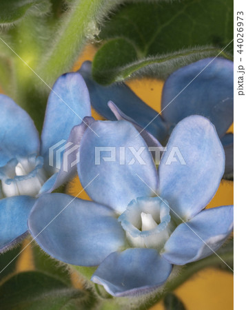 ブルースター 44026973