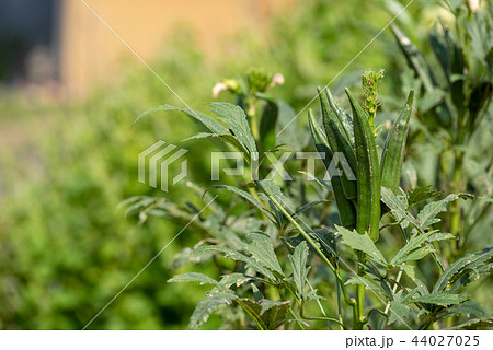 香川県三豊市のオクラ 44027025
