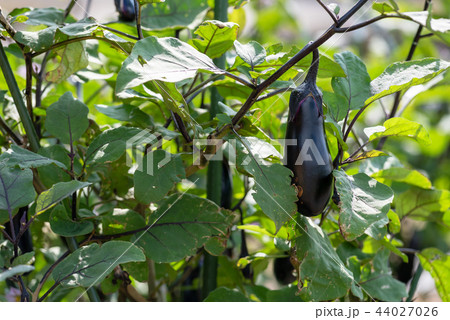 香川県三豊市のなすび 44027026