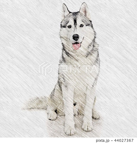無料の動物画像 新鮮なシベリアンハスキー イラスト 簡単