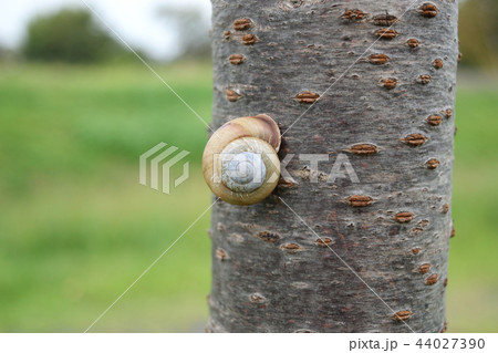 カタツムリ 44027390