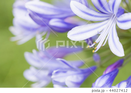 アガパンサス（紫君子蘭） 44027412
