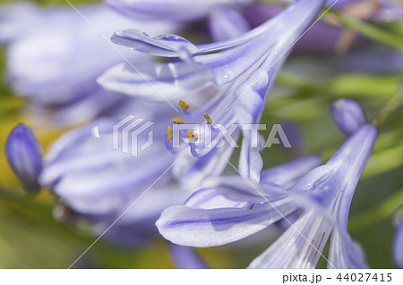 アガパンサス（紫君子蘭） 44027415