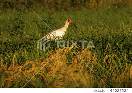 夕映えの朱鷺 44027524