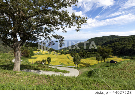 岩首の棚田 44027528