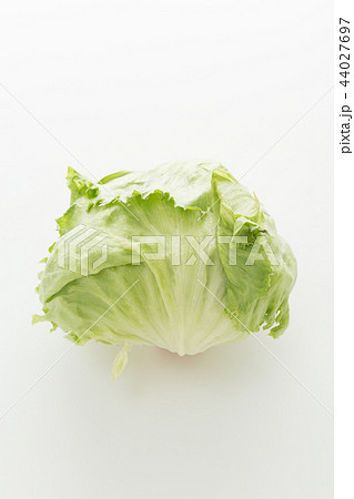 キャベツ 白バック キャベツ 白バック 44027697