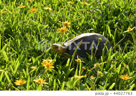 ヤエヤマセマルハコガメとアメリカハマグルマ ヤエヤマセマルハコガメとアメリカハマグルマ 44027763