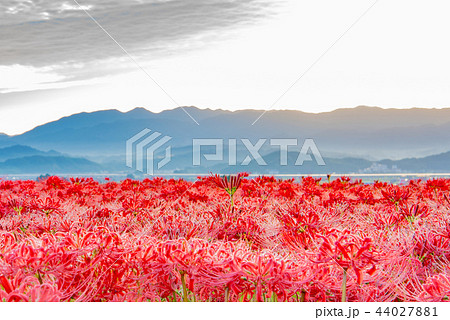 早朝の彼岸花 44027881