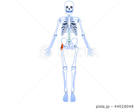 大腿筋膜張筋 腸脛靭帯 大腿筋膜張筋 腸脛靭帯 44028048