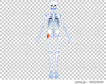 大腿筋膜張筋 腸脛靭帯 大腿筋膜張筋 腸脛靭帯 44028048