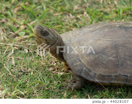 ヤエヤマイシガメ 44028107