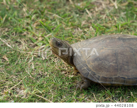 ヤエヤマイシガメ 44028108