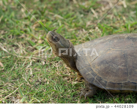 ヤエヤマイシガメ 44028109