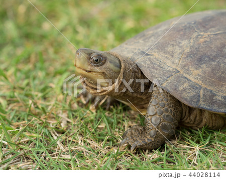 ヤエヤマイシガメ 44028114