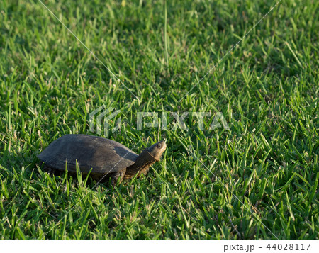 ヤエヤマイシガメ 44028117