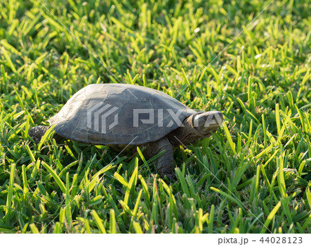 ヤエヤマイシガメ 44028123