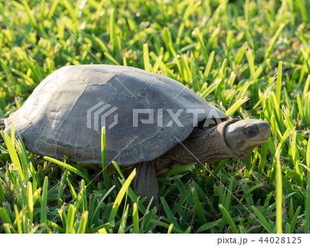 ヤエヤマイシガメ 44028125