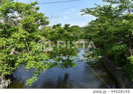 源平池 源平池 44028149