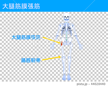 大腿筋膜張筋 腸脛靭帯2 大腿筋膜張筋 腸脛靭帯2 44028440