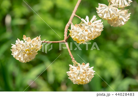 ミツマタの花 ミツマタの花 44028483