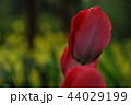 チューリップ 44029199