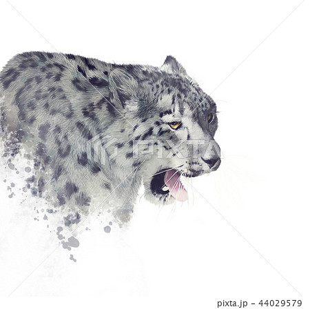 Snow Leopard Portrait Watercolorのイラスト素材