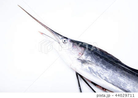 バショウカジキ バショウカジキ 44029711