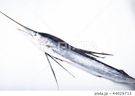 バショウカジキ 44029713