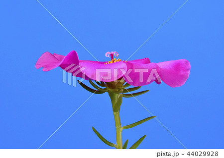 王冠の様なマツバボタンの雌蕊 （ fix撮影 ） 44029928