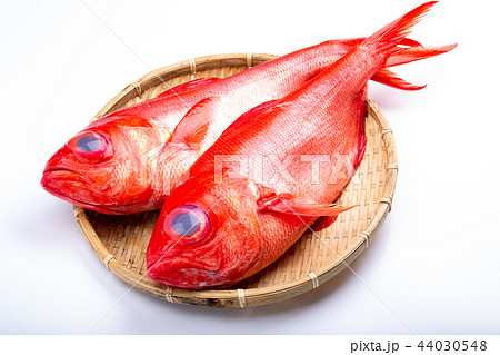 金目鯛　食材 44030548