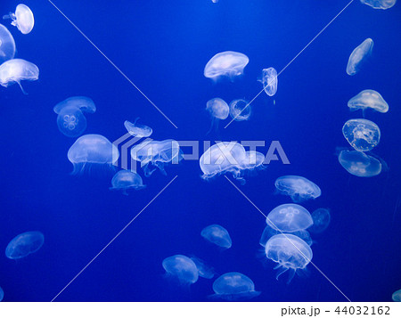 思うままに漂うクラゲ 思うままに漂うクラゲ 44032162
