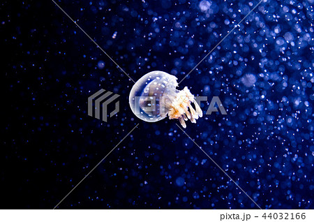 海に漂う不思議なクラゲ 44032166
