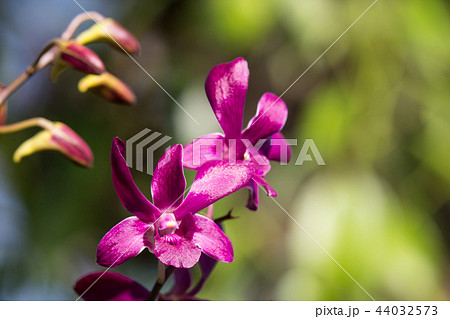Dark Pink orchids flower Dark Pink orchids flower 44032573