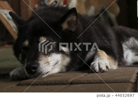 柴犬 44032697