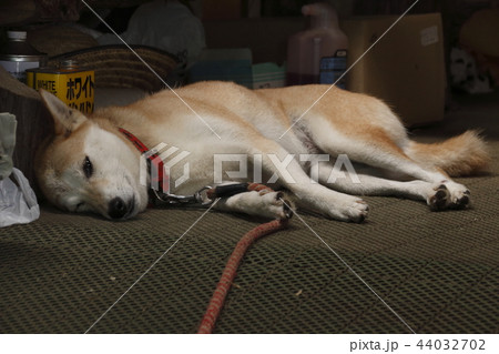 柴犬 44032702