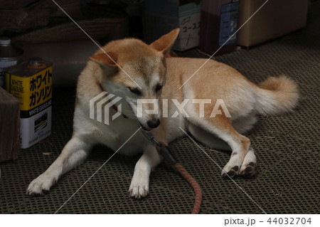 柴犬 44032704