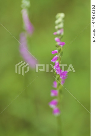 ネジバナ ネジバナ 44033362