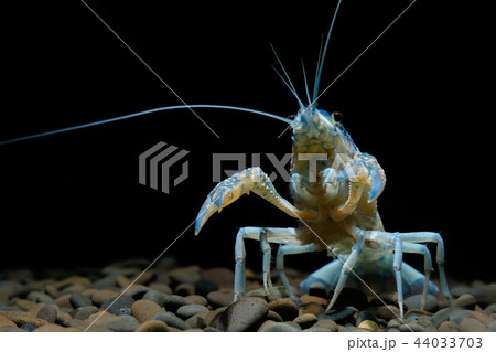 crayfish Procambarus clarkii ghost in the aquarium crayfish Procambarus clarkii ghost in the aquarium 44033703