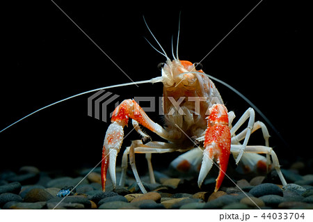 crayfish Procambarus clarkii ghost in the aquarium crayfish Procambarus clarkii ghost in the aquarium 44033704