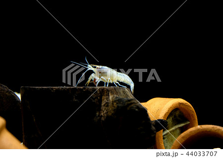 crayfish Procambarus clarkii ghost in the aquarium crayfish Procambarus clarkii ghost in the aquarium 44033707