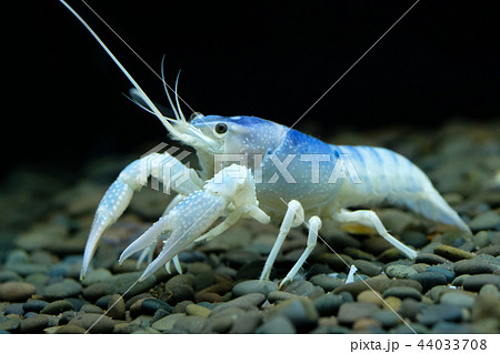 crayfish Procambarus clarkii ghost in the aquarium crayfish Procambarus clarkii ghost in the aquarium 44033708