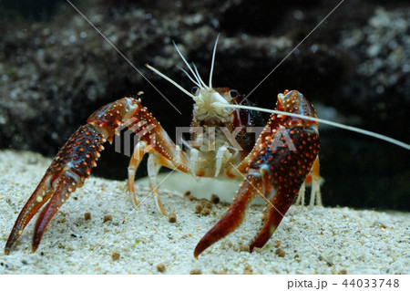 crayfish Procambarus clarkii ghost in the aquarium crayfish Procambarus clarkii ghost in the aquarium 44033748
