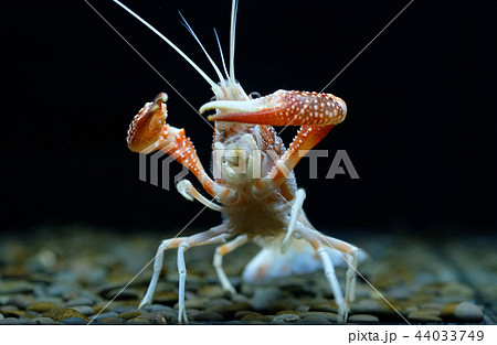 crayfish Procambarus clarkii ghost in the aquarium 44033749