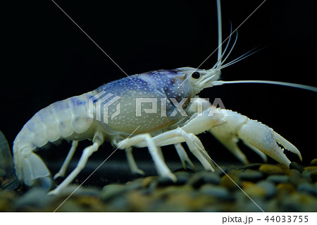 crayfish Procambarus clarkii ghost in the aquarium crayfish Procambarus clarkii ghost in the aquarium 44033755